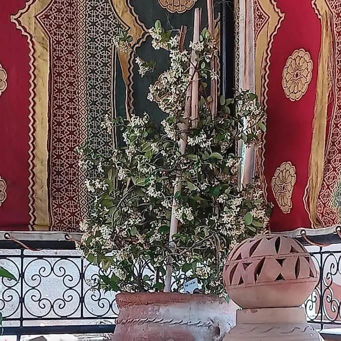 Riad Ladana Bienvenue Au Coeur De Marrakech Марракеш 0*,